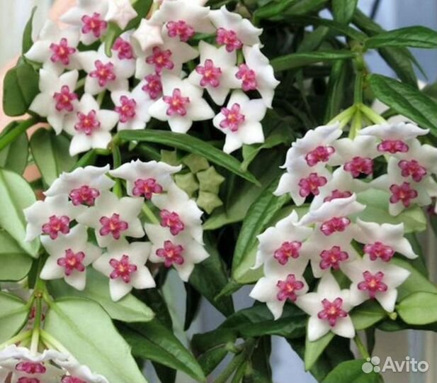 Комнатные растения