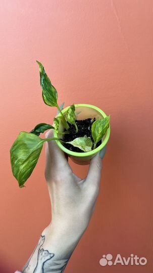 Сциндапсусы и эпипремнумы