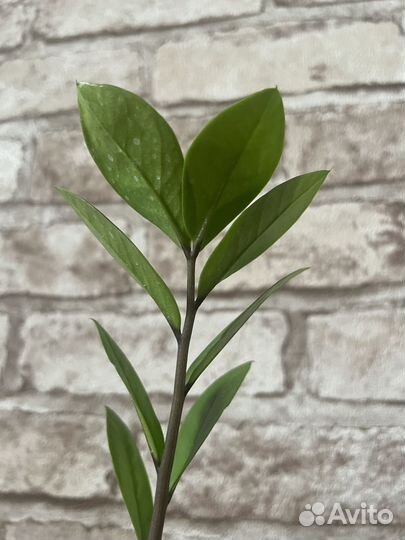 Замиокулькас