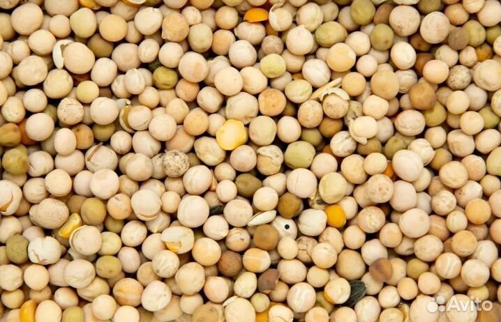 Горох кормовой