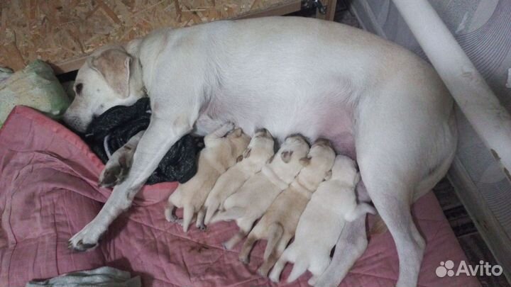 Лабрадорчики