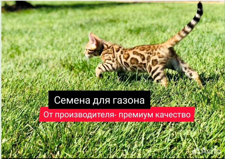 Семена для газона Газон