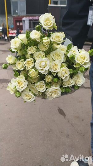 Комнатные растения цветы с доставкой