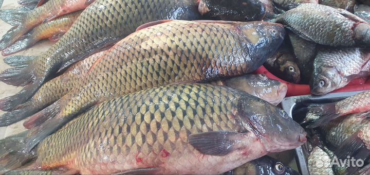 Рыба оптом и в розницу