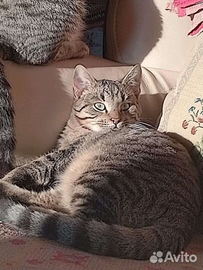 Котик Лёвик ждёт свою Семью