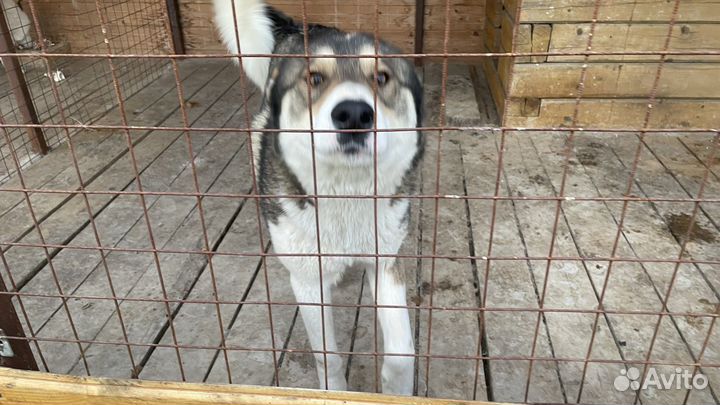 Собака породы лайка