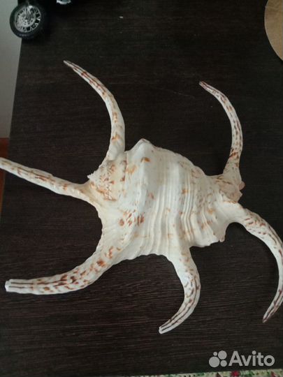 Ракушки,морские обитатели