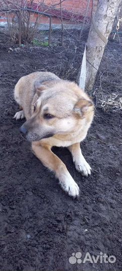 Собаки бесплатно в добрые руки