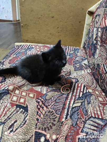 Котята бесплатно