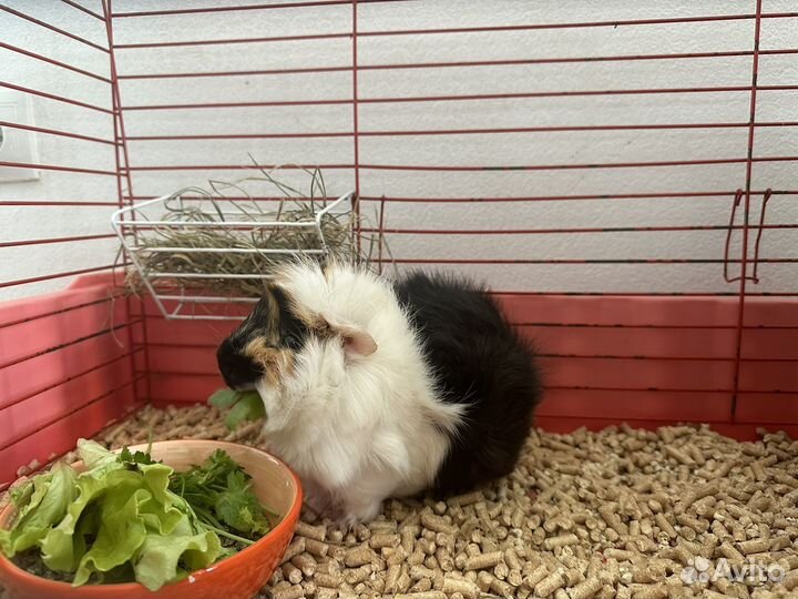 Морская свинка в добрые руки