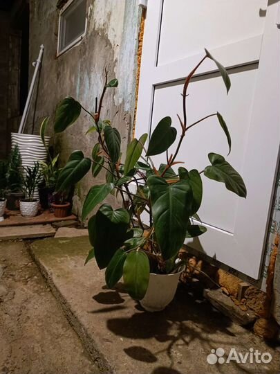 Комнатные цветы антуриум