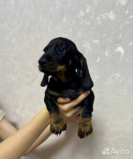 Такса стандартная