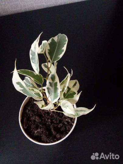 Фикус Бенджамина Твайлайт, Кинки, Микрокарпа