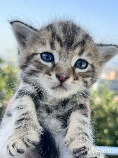Котята в добрые руки даром