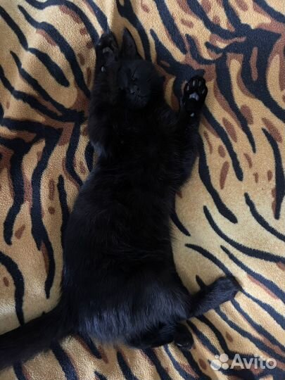 Отдам в добрые руки