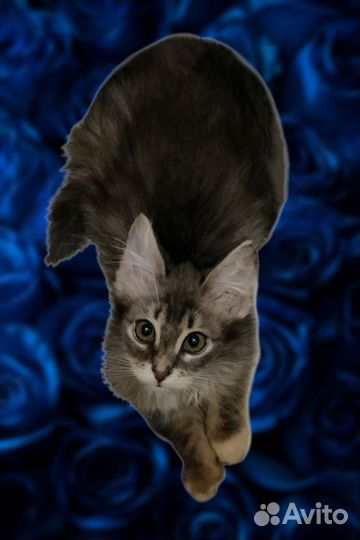 Котята в самые любящие семьи