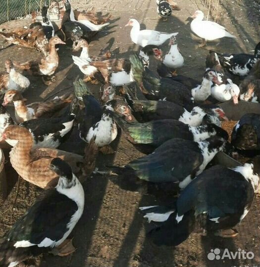Продаются индоутки