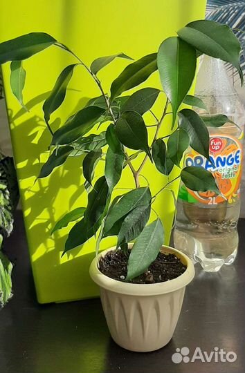 Фикус бенджамина