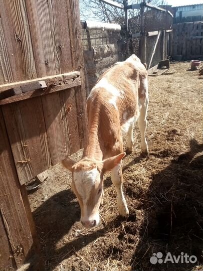 Сельхоз животные