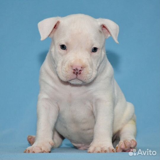 Собаки щенки американский булли