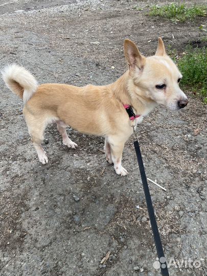 Собака в добрые руки маленькая порода