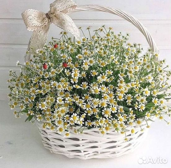 Ромашки букет