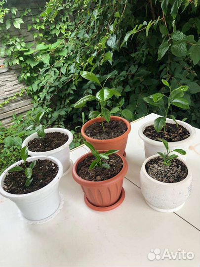 Лимонное дерево