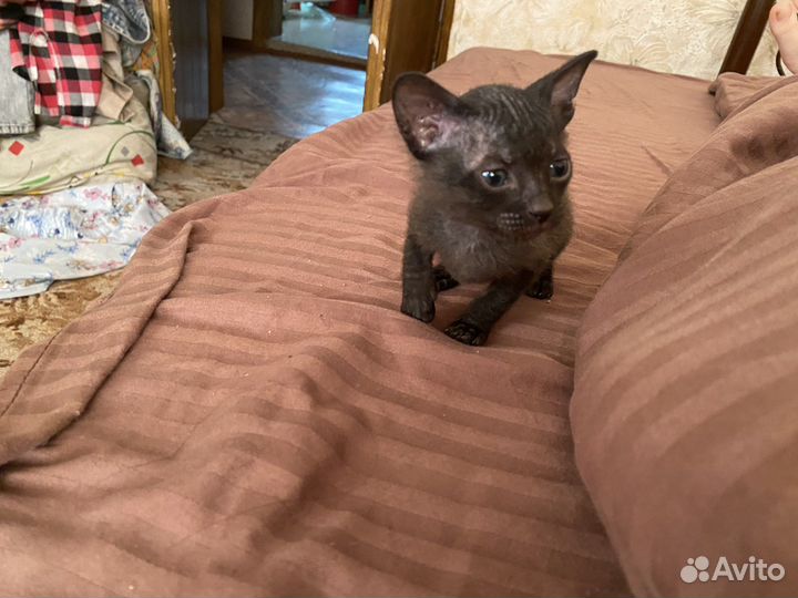 Котятки сфинкс
