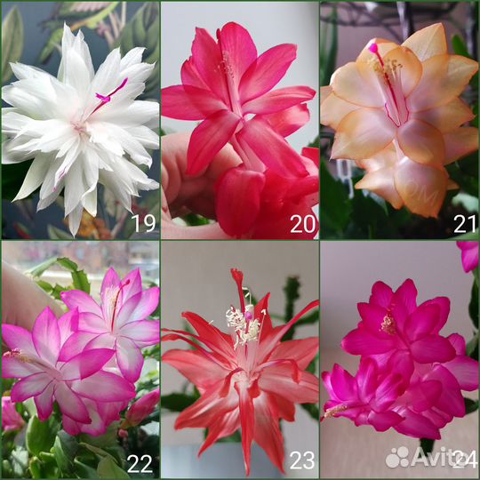 Шлюмбергеры(декабристы) сортовые