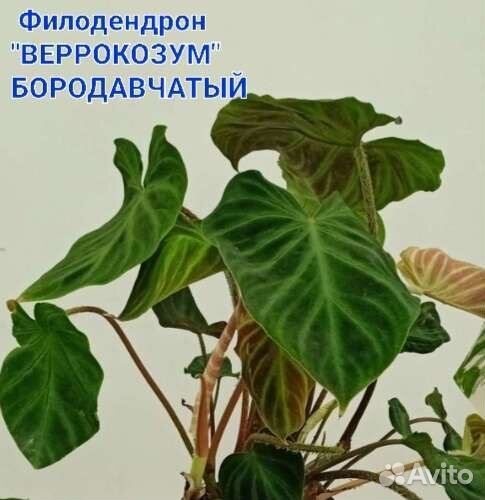 Сингониум клубничный лёд,милк конфетти,филодендрон