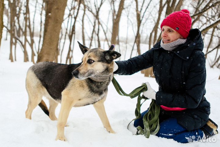 Скромная собака Чернушка в семью