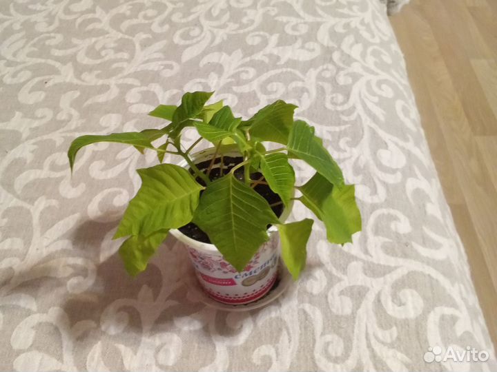 Пуансеттия