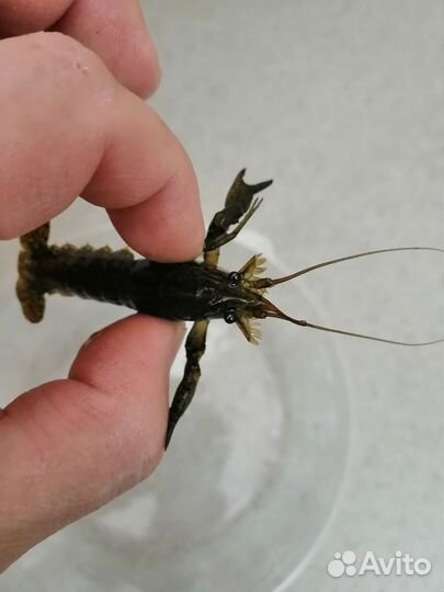 Мраморный аквариумный рак на корм