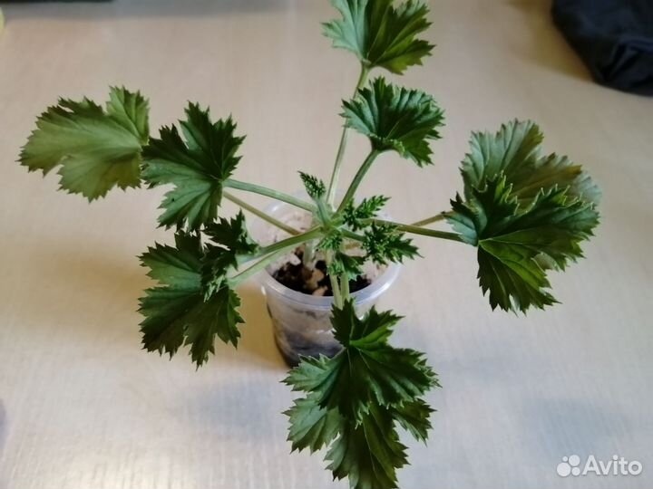 Королевская пеларгония