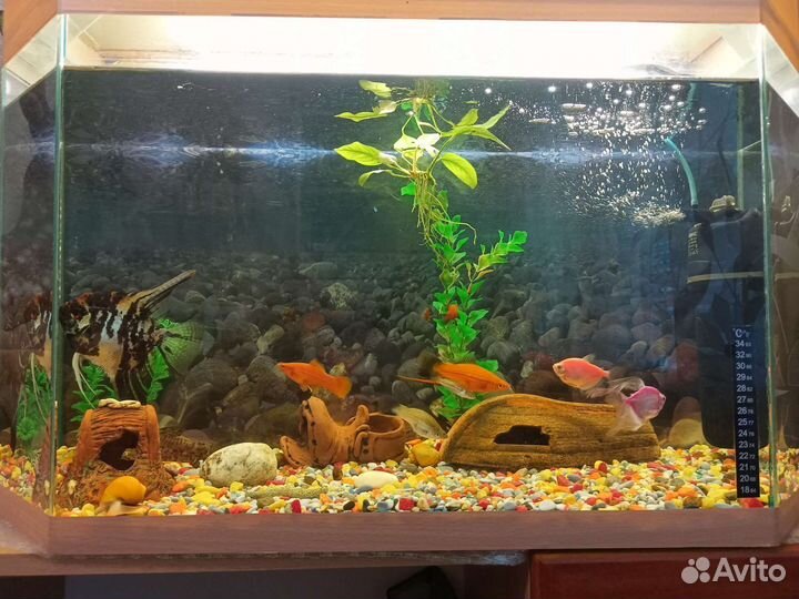 Аквариум на 100 л с тумбой и рыбками