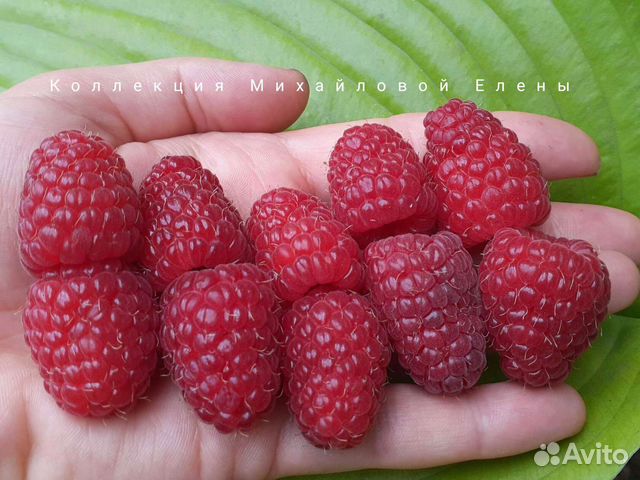 Малина ремонтантная смесь сортов