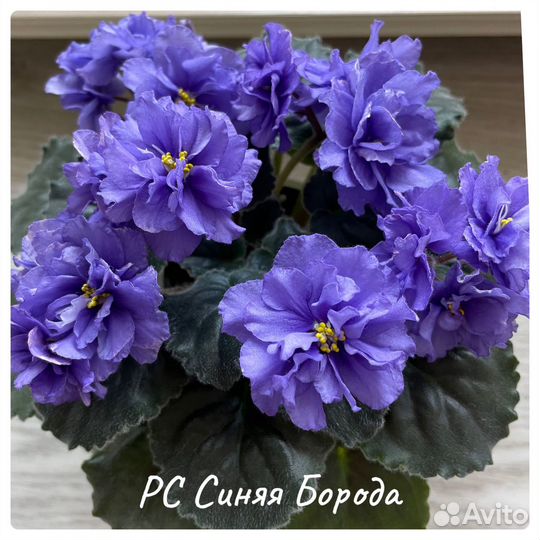 Фиалки сортовые