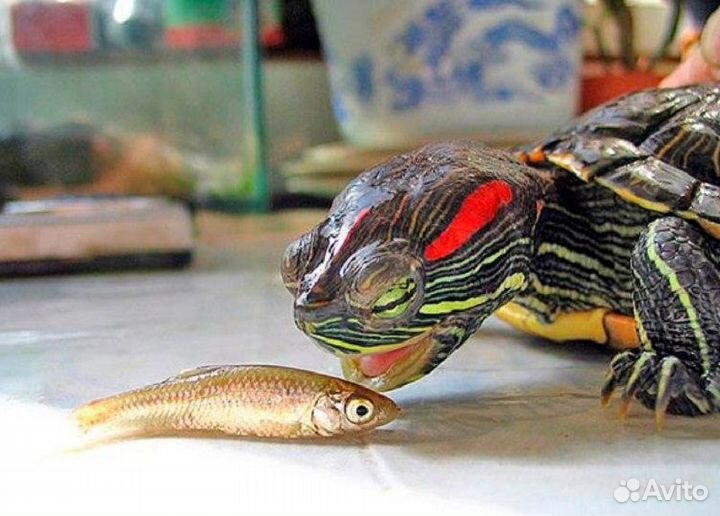 Красноухая черепаха