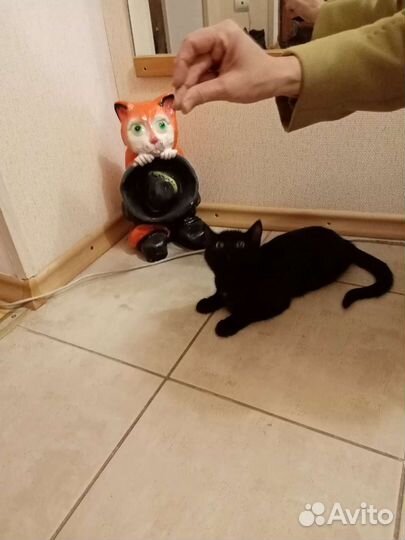 Котятки