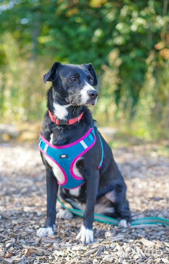 Полюшка ищет дом