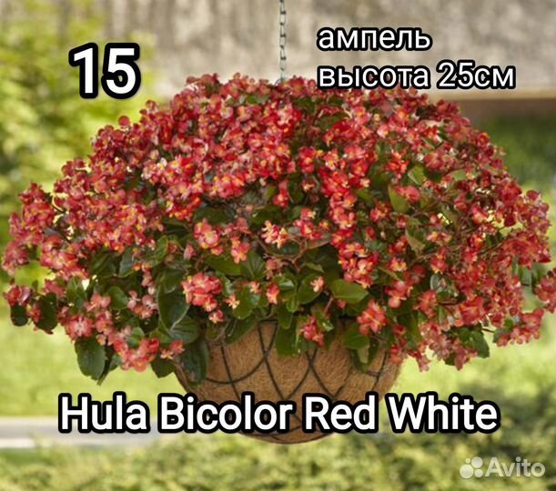 Бегония вечноцветущая