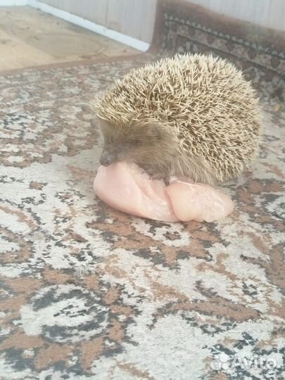 Ежик