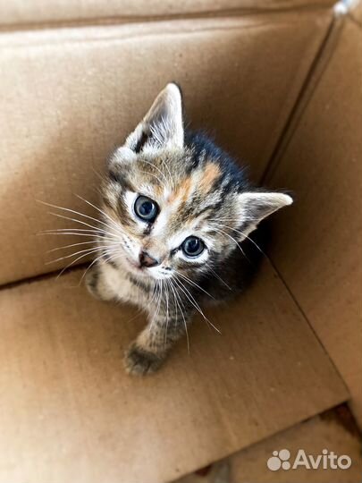 Кошка в дар бесплатно