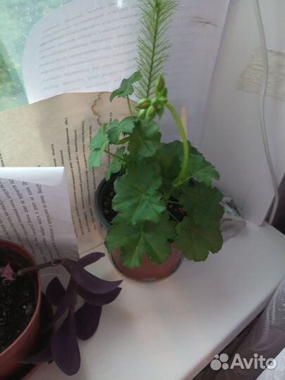 Продам цветы комнатные