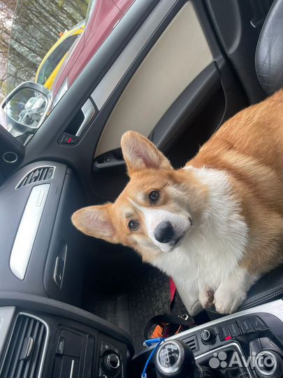 Вельш-корги пемброк вязка