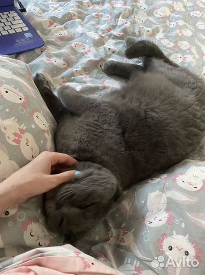 Индивидуальная домашняя передержка для кошек