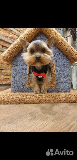 Будка домик для котика или маленькой собачки