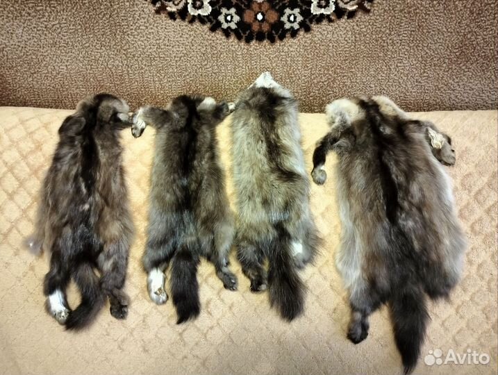 Шкурки соболя