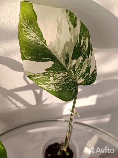 Монстера альба