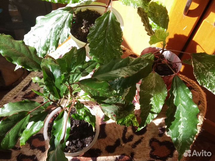 Гибискус варегатный, пестролистный